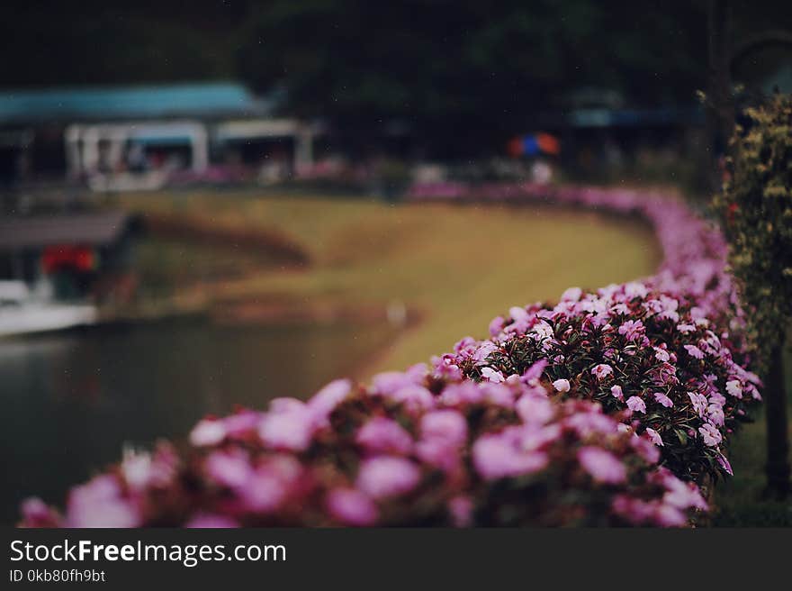 Pink Flowers Bush Selective Focus Photo