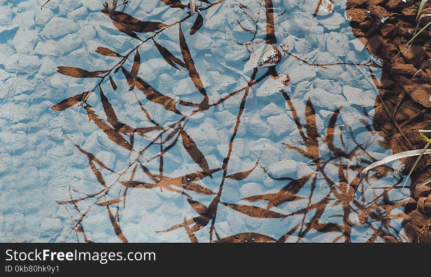 Reflection of Plants on Clear Water