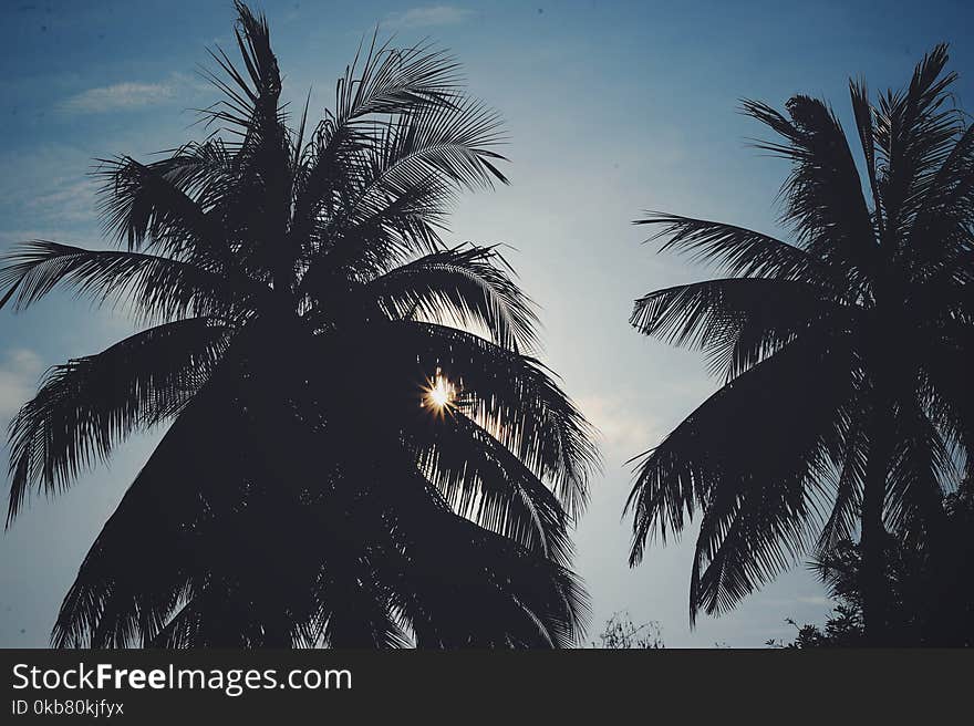 Silhouette Photo of Trees