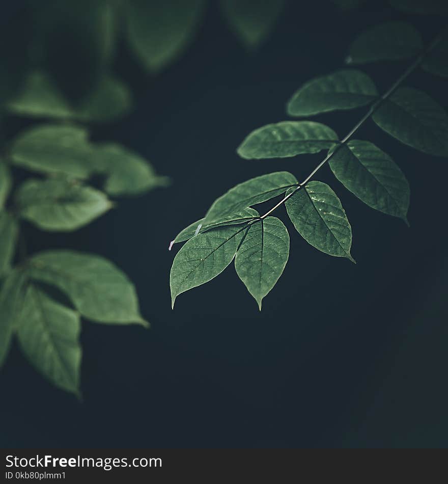 Green Leaf Plants