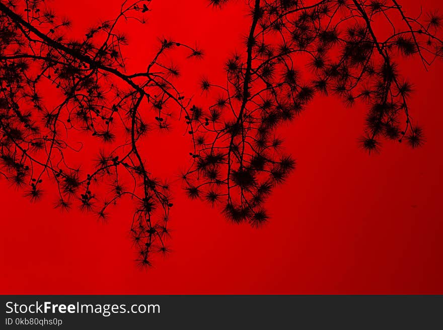 Silhouette Of Tree Branches