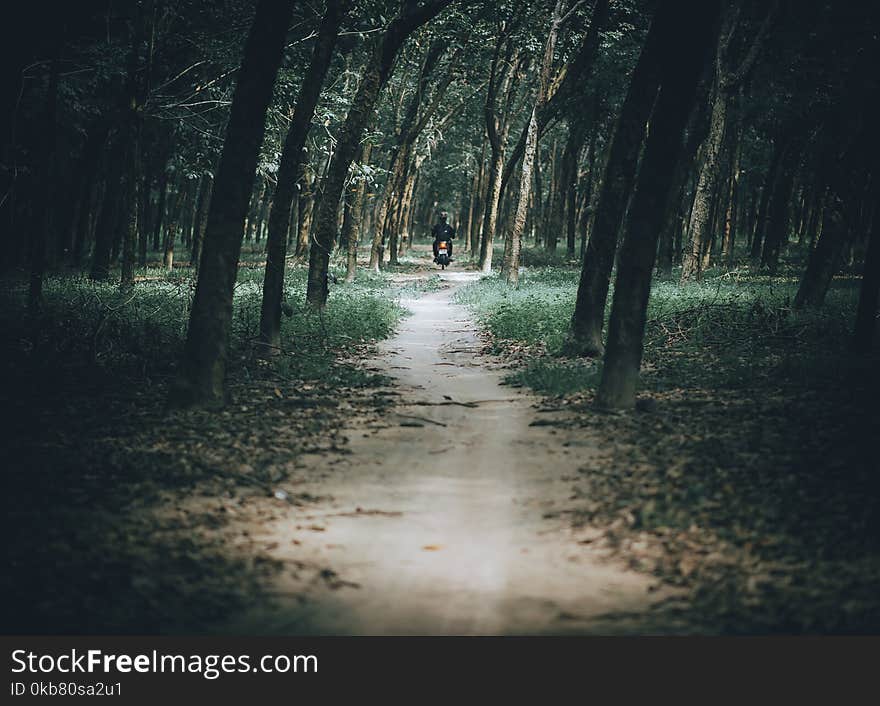 Photo of Man Riding Motorcycle in the Forest