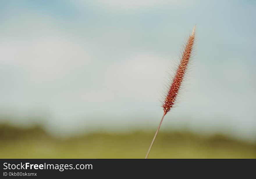 Fountain Grass Selective-focus Photo