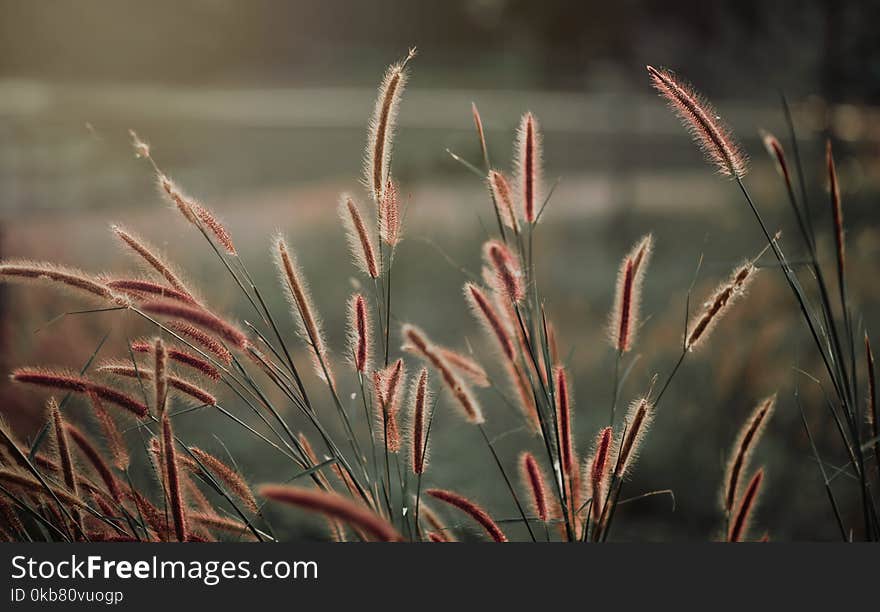 Close-up Photography of Grass