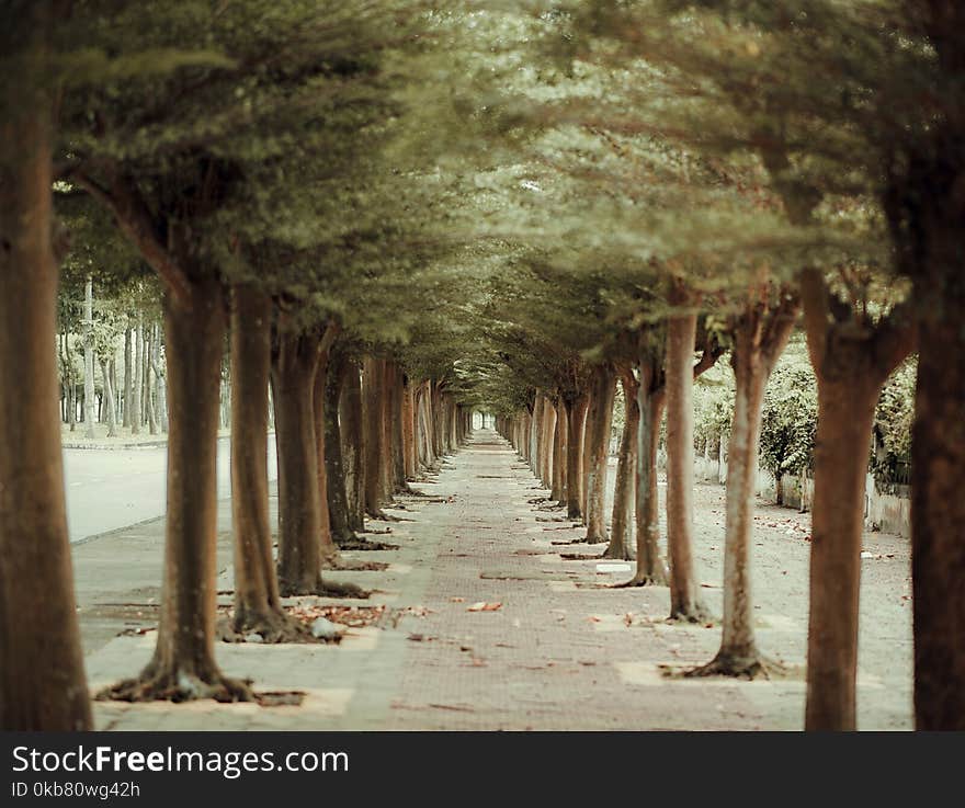 Photo of Pathway In Between Trees