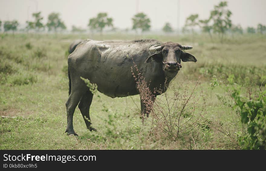 Photo of Water Buffalo on Grass Fields