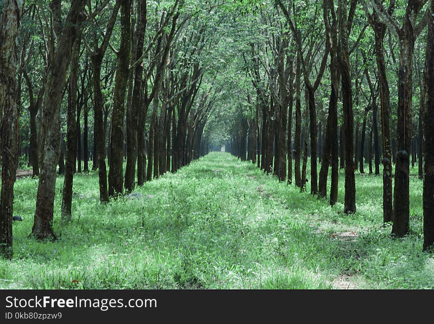 Grass Pathway in the Middle of Trees