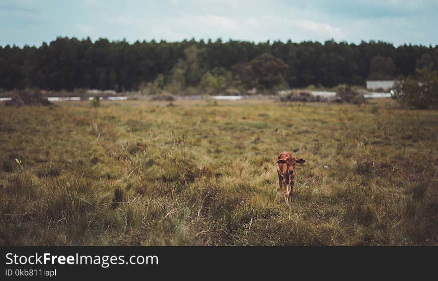 Brown Cattle in the Middle of Field