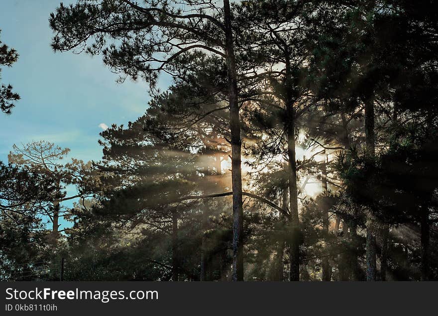 Scenic View of Trees During Sunrise