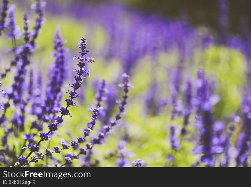 Shallow Focus Photography of Lavenders