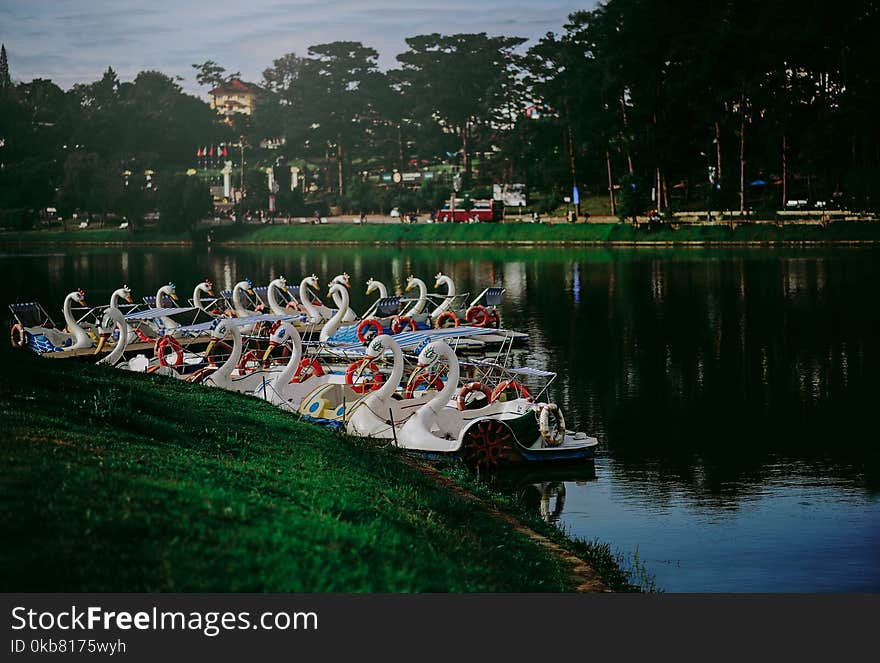 Photo of Swan Boats Near the Shore