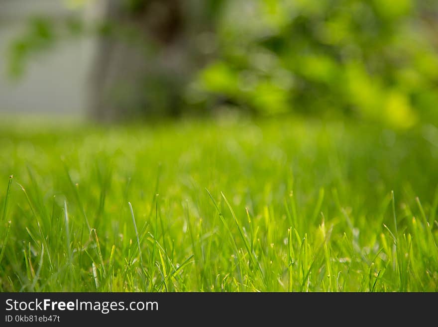 Focus Photography of Green Bermuda Grass