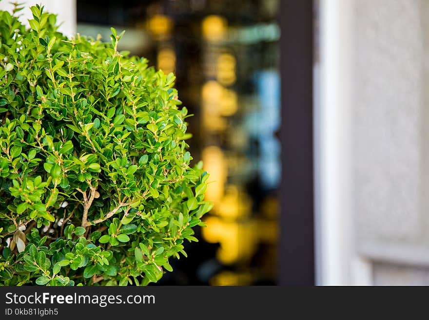 Selective Focus Photography of Ixora Plant