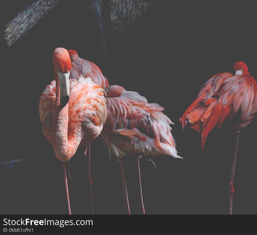 Three Pink Flamingos