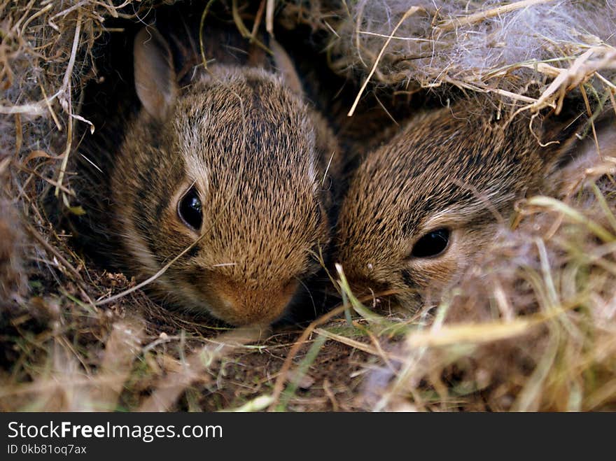 Two Brown Rabbits