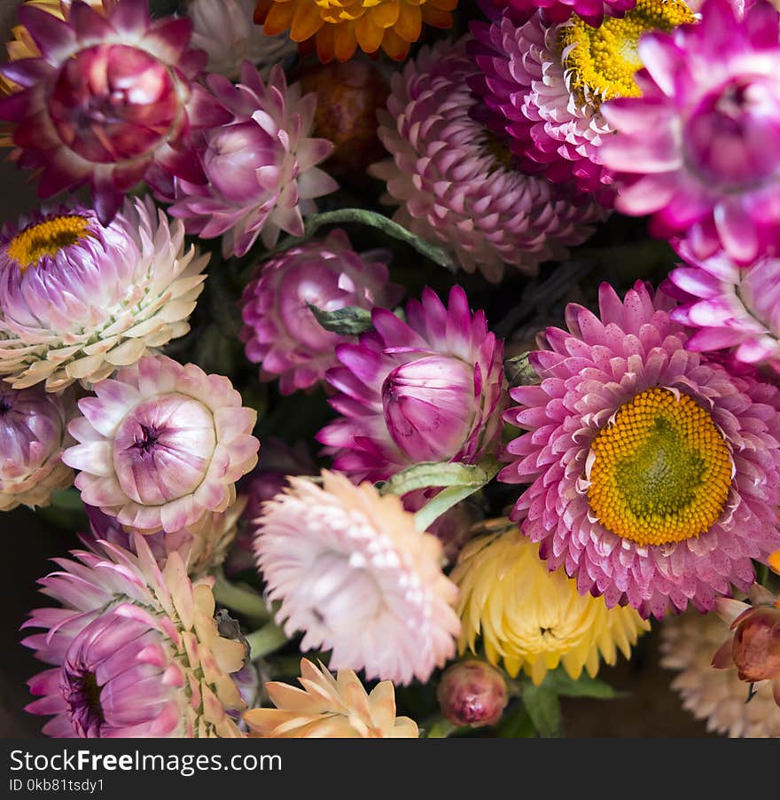 Purple and White Multi-petaled Flower Lot Closeup Photography