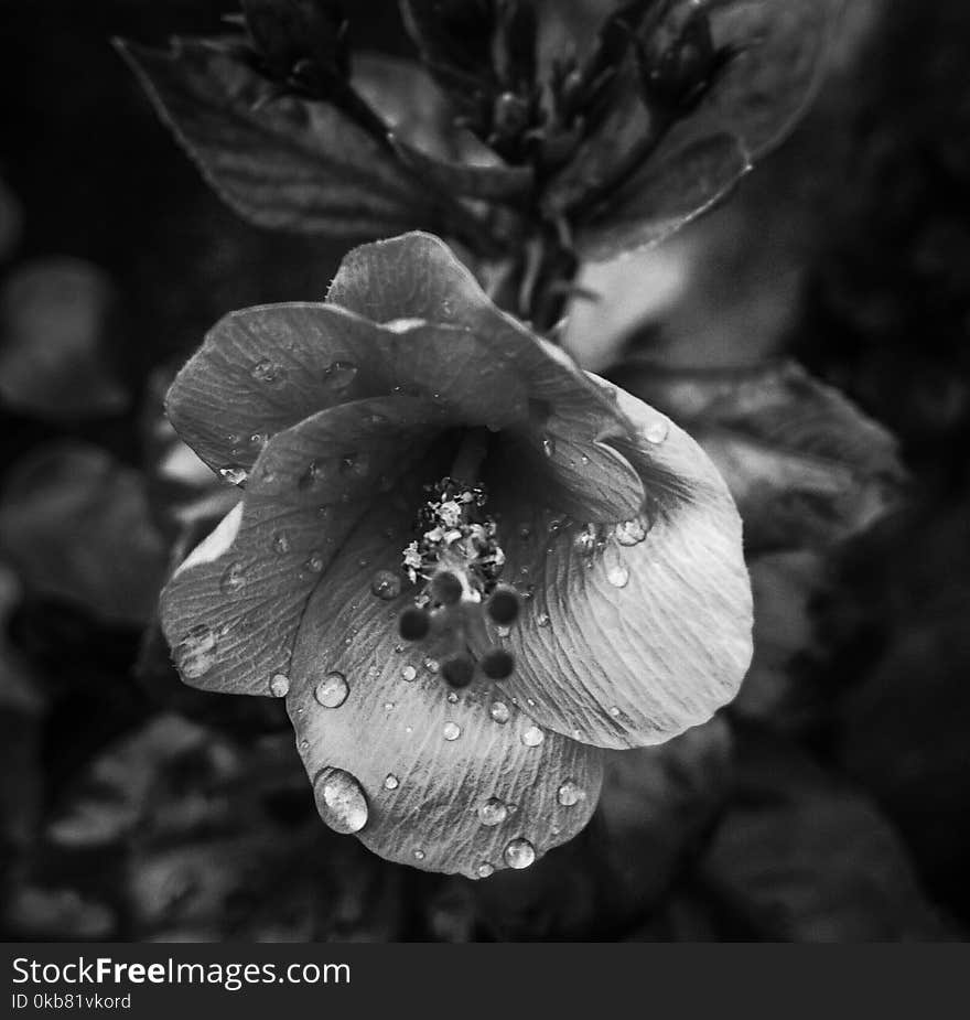 Grayscale Photo of Petaled Flower