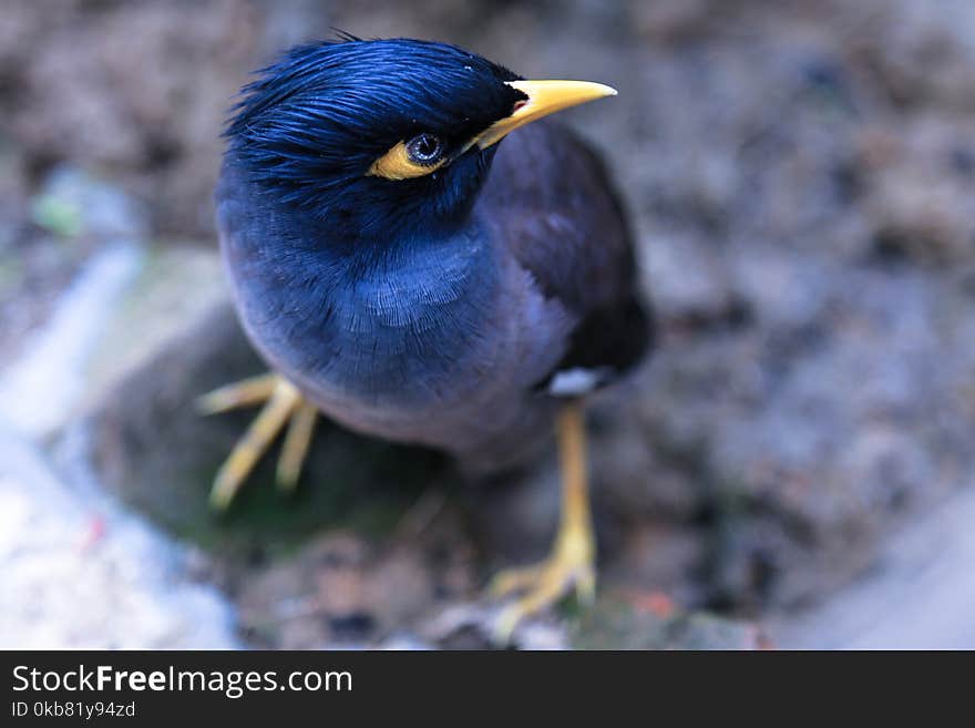 Focus Photography of Common Myna Bird