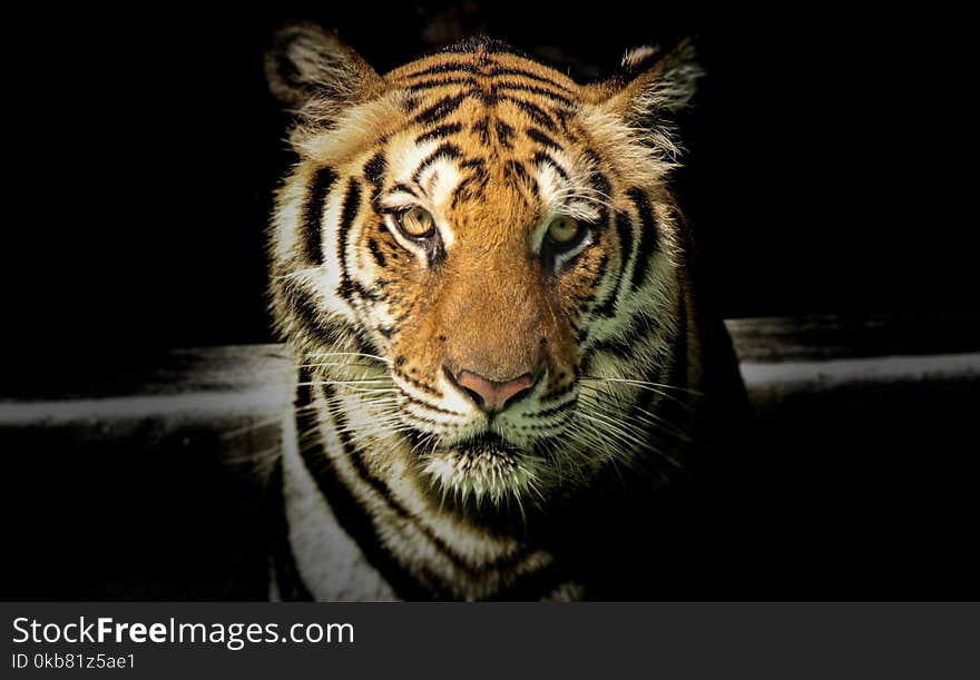 Wildlife Photography of Tiger