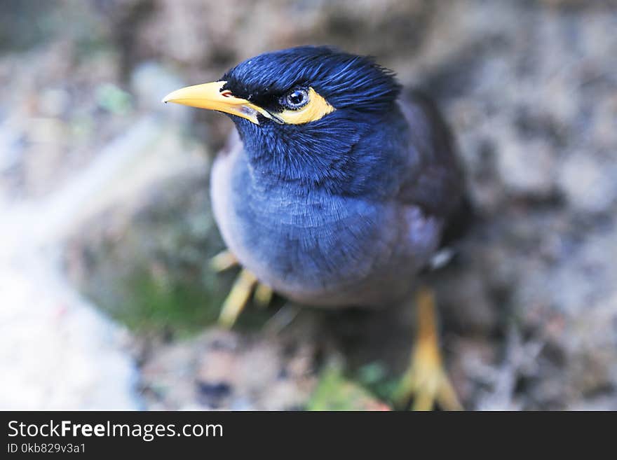 Blue and Yellow Bird