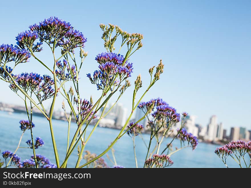 Selective Focus Photo of Purple Petaled Flowers