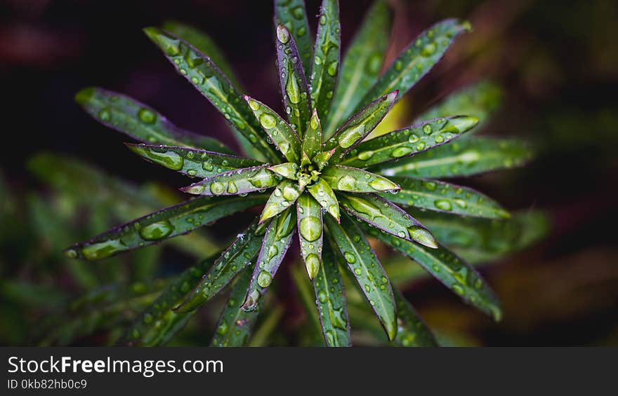 Close-Up Photography of Leaves With Waterdrops