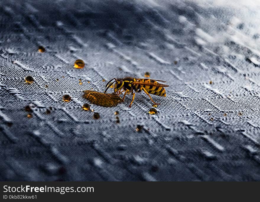 Macro Photography of Wasp