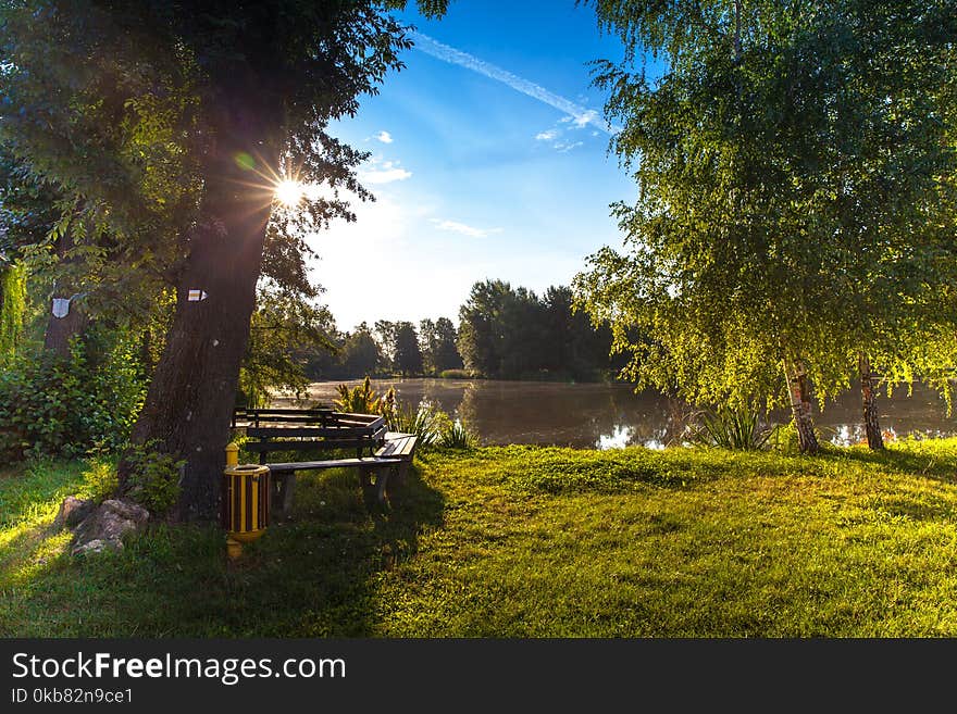 Body of Water Surrounded by Trees