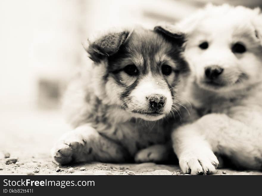 Two White Puppies