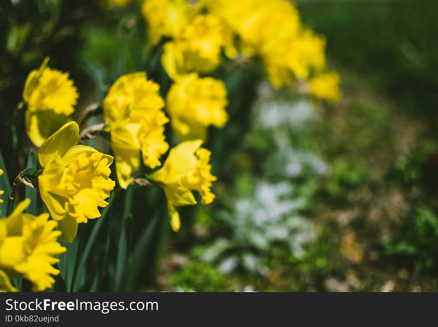 Close-Up Photography of Yellow Daffodil Flowers