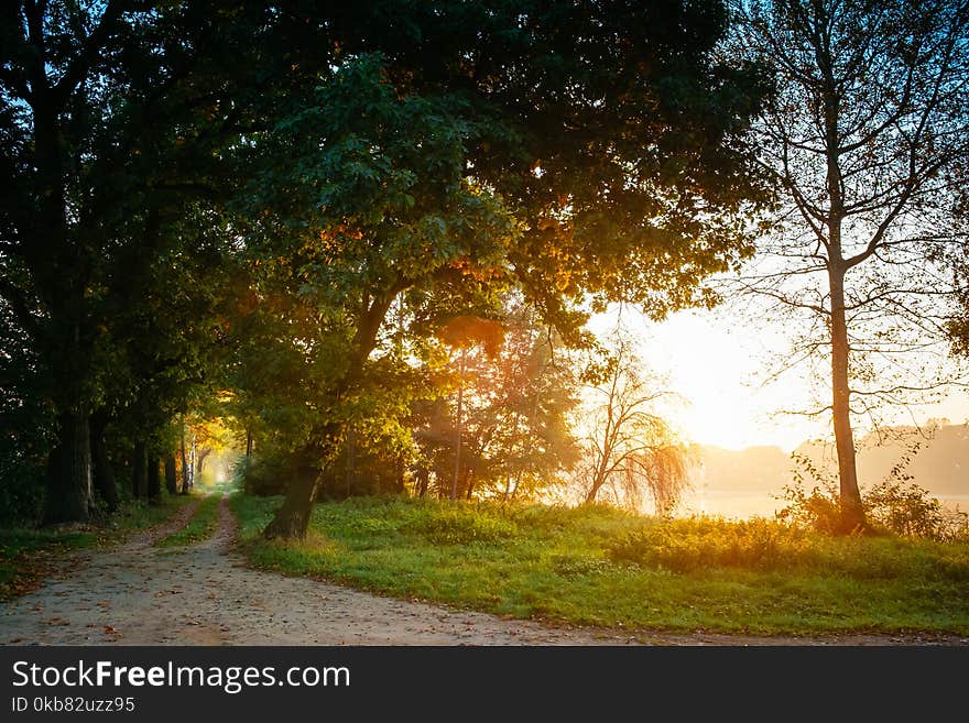 Landscape Photography of Green Leafed Trees