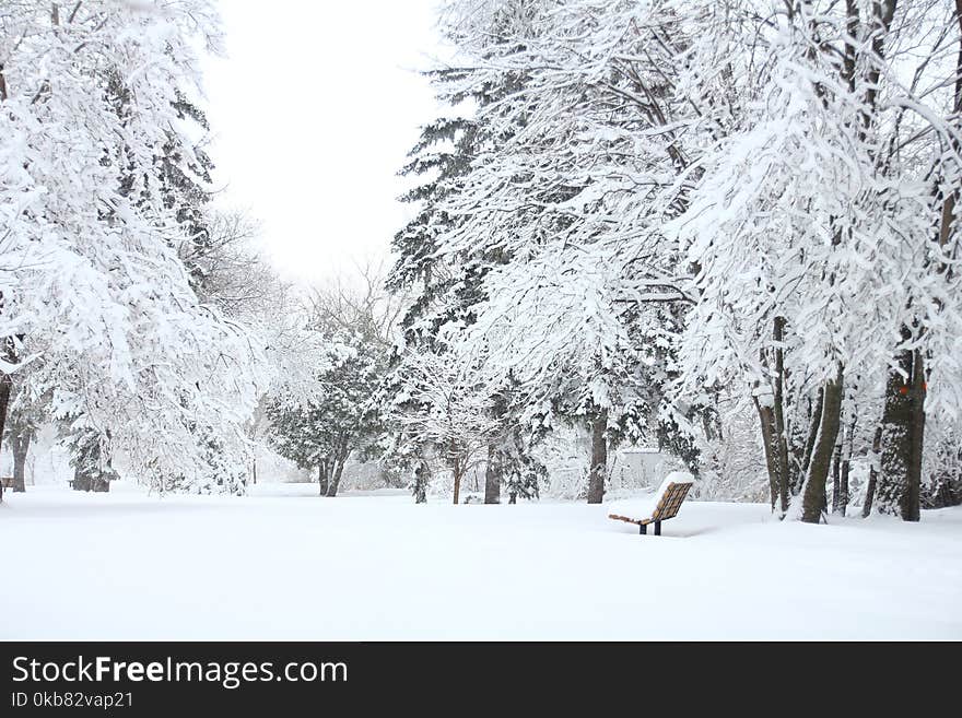 Photography Of Fir Trees Covered in SNow