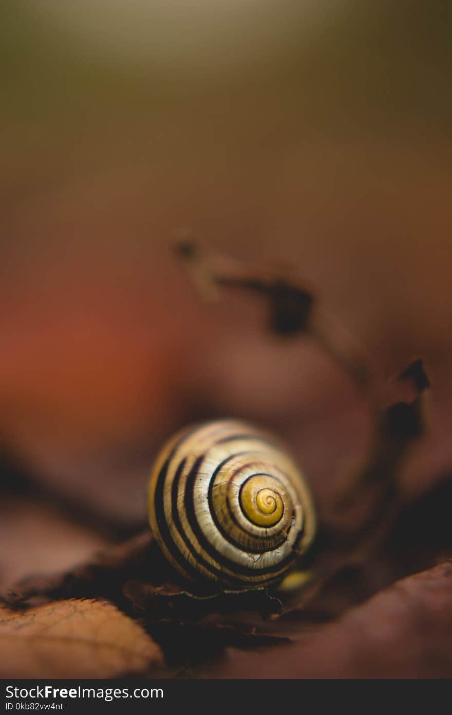 Close Up Photo of White Snail