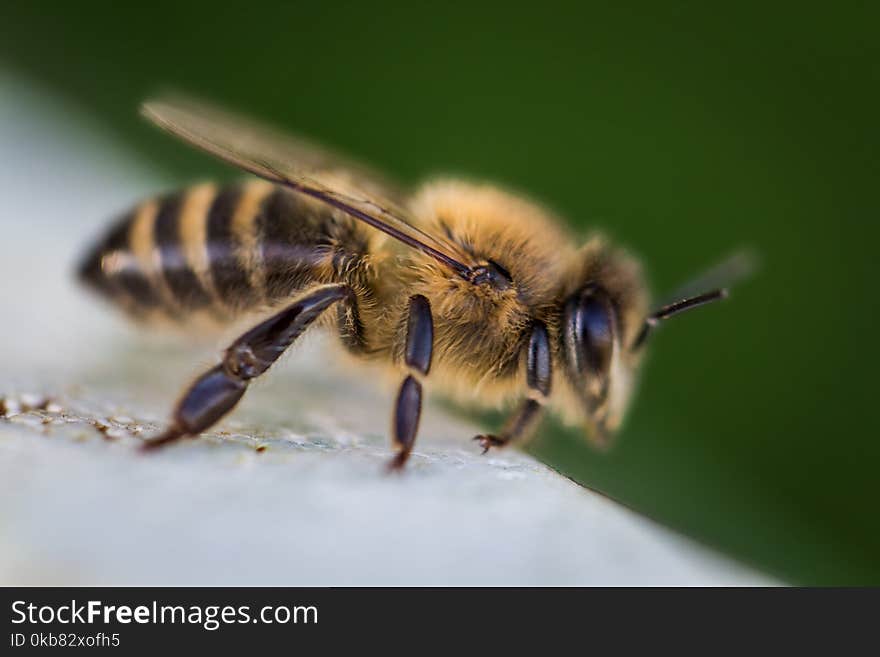 Macro Photography of Bee