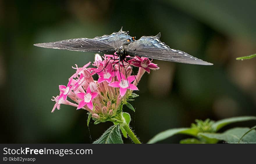 Spicebush Butterfly On Pink Flower