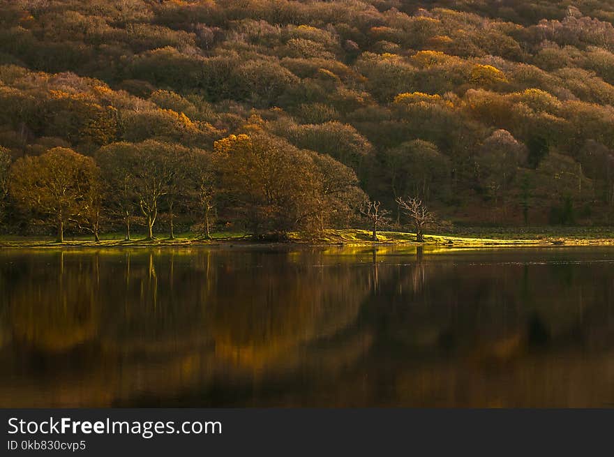 Calm Body of Water Surrounded With Forest