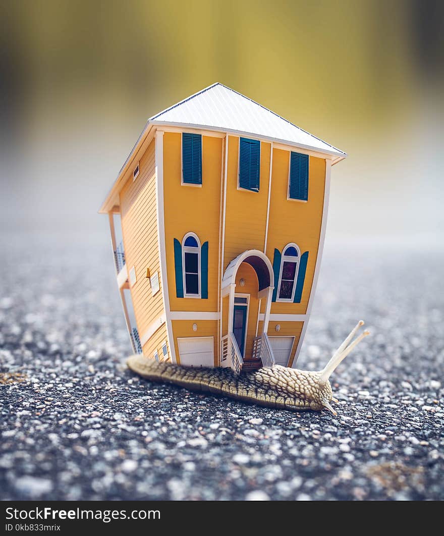 Microphotography of Orange and Blue House Miniature on Brown Snail&#x27;s Back