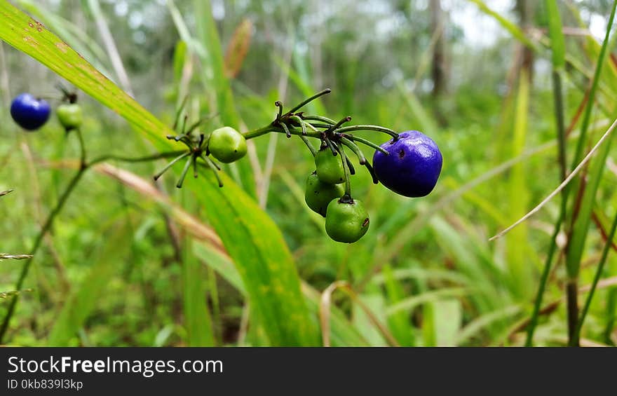 Green and Purple Fruit