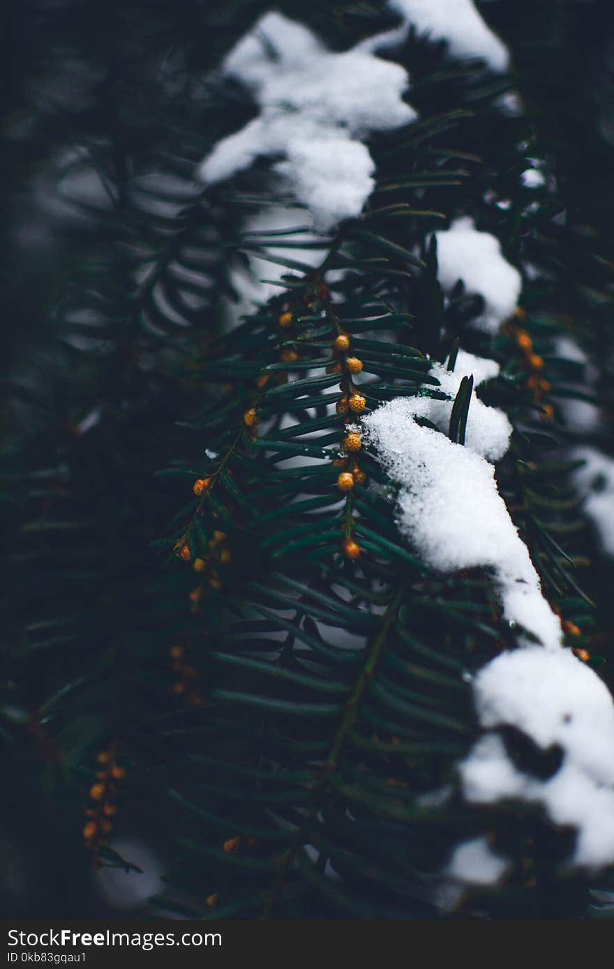 Close Photo of Green Leaf Tree Covered With Snow