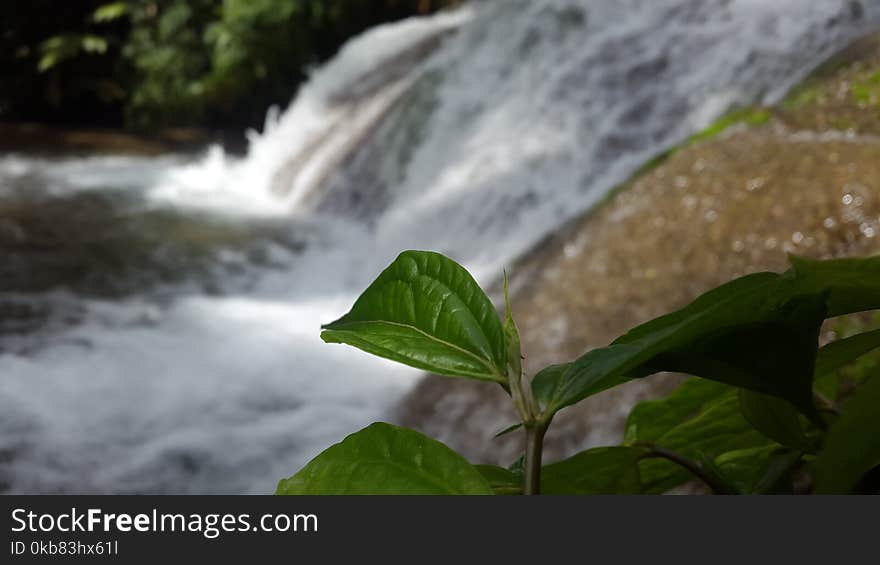 Green Leaf Plant Near Waterfalls