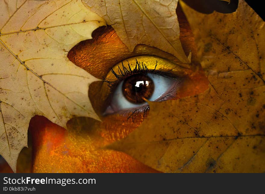 Brown Maple Leaf With Person&#x27;s Eye