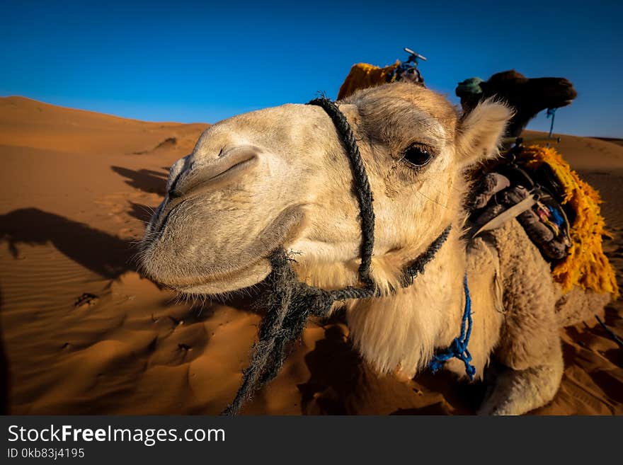 Front View of a Camel at the Desert Area