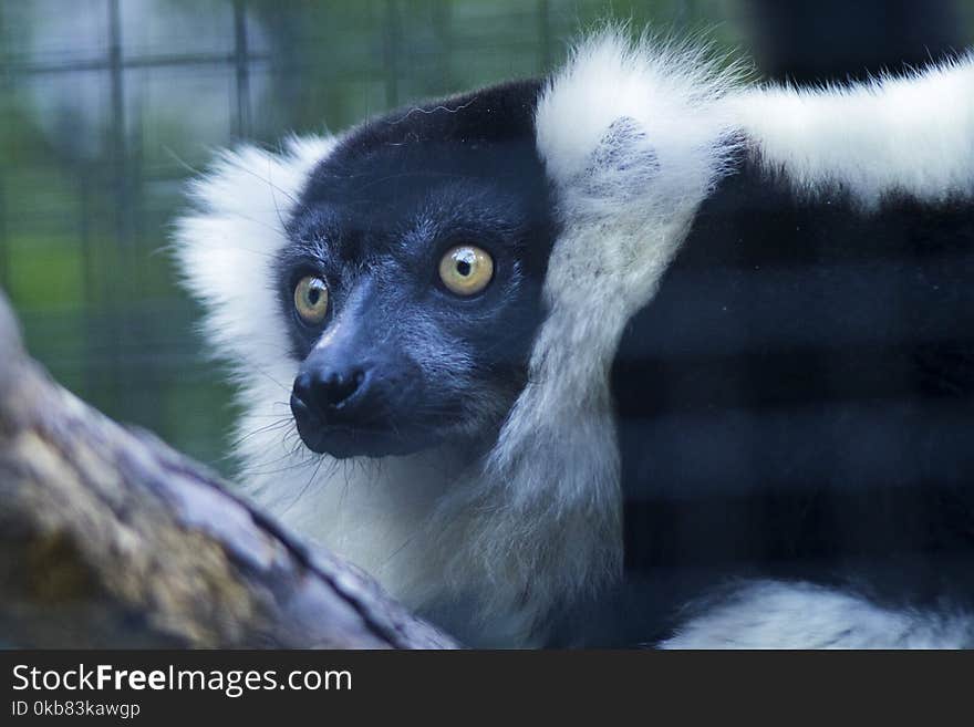 Close Up Photo of Black and White Animal