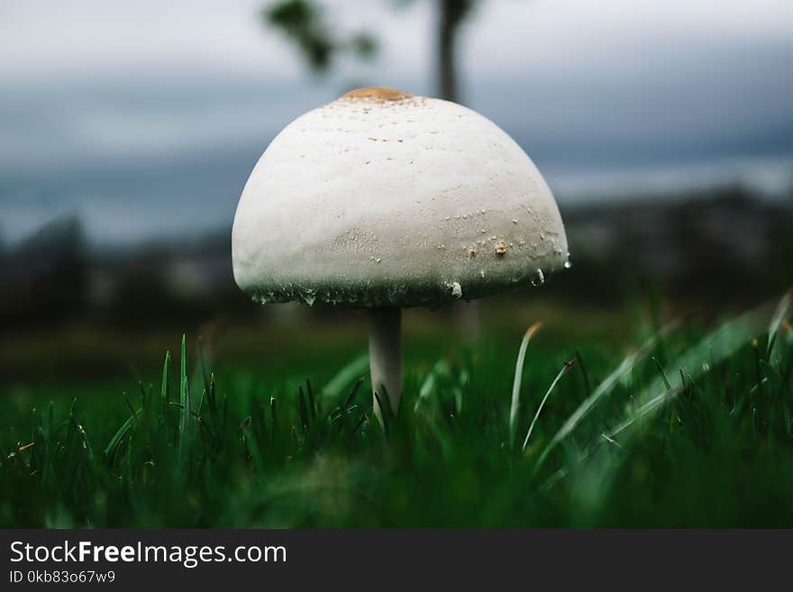 Macro Photography Of White Mushroom