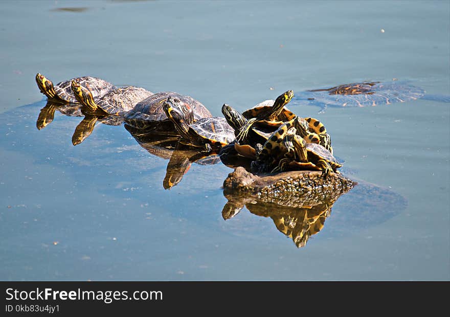 Group of Turtles on Body of Water