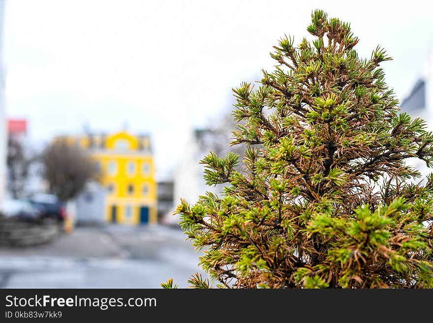 Selective Focus Photography of Green Fern Tree