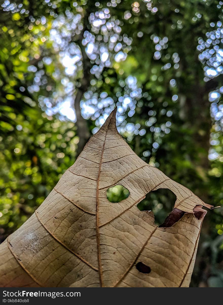 Selective Focus Photography Of Brown Dried Leaf