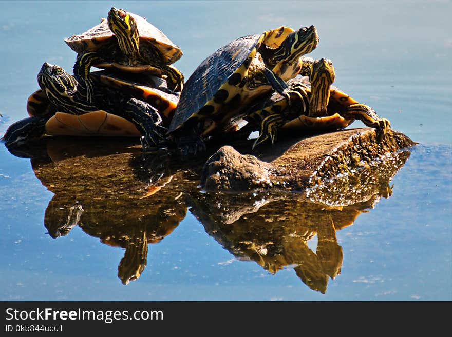 Four Brown Turtles on Brown Log