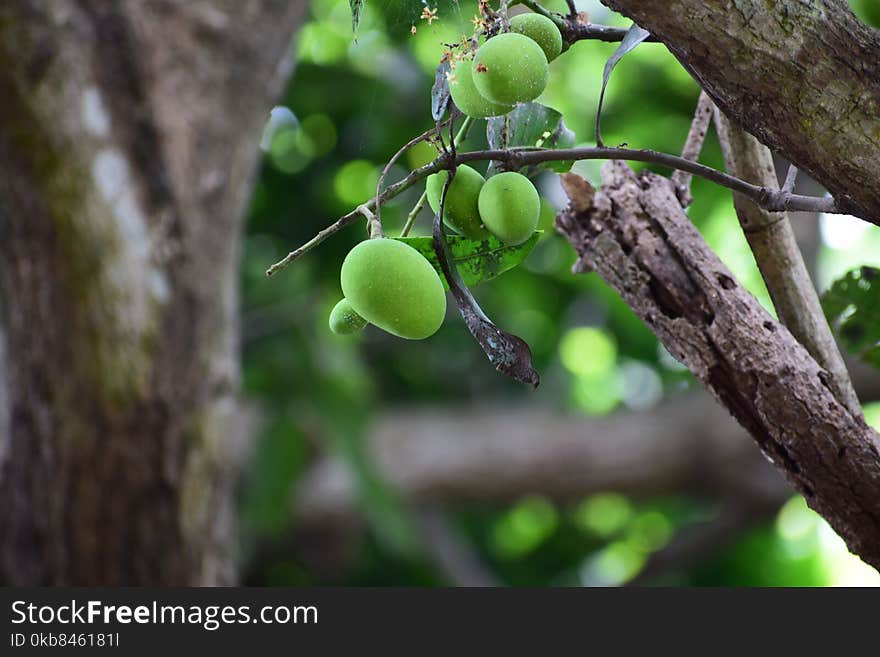 Green Fruit With Green Leaf