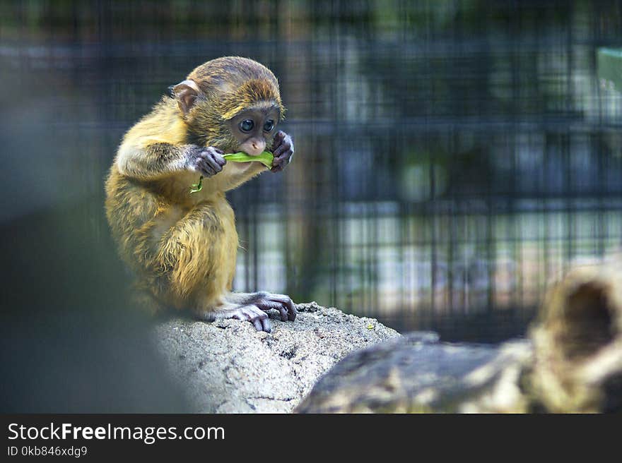 Brown and Black Primate on Gray Rock